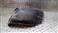 RENAULT 638440014R 638440014R